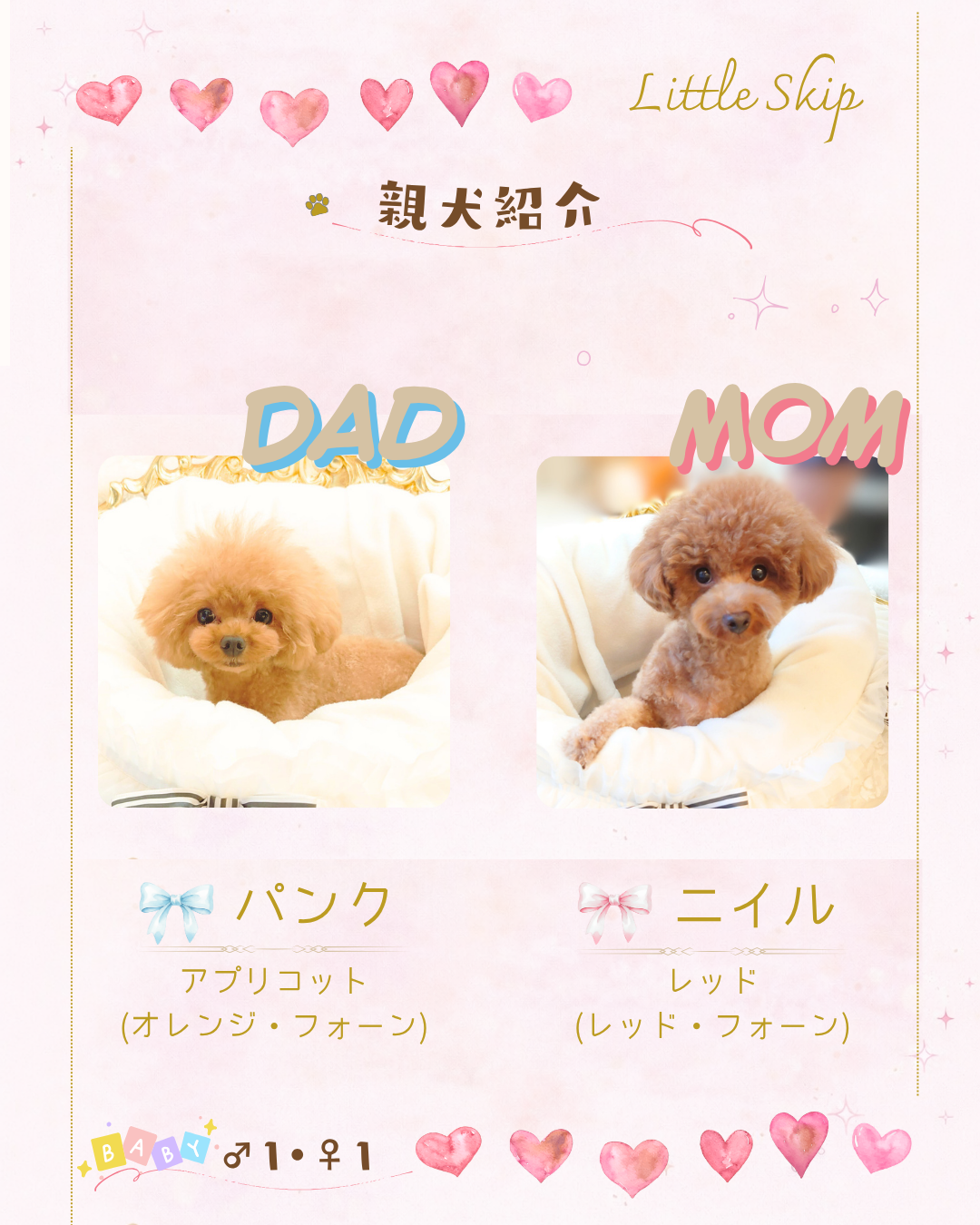 トイプードルの出産情報