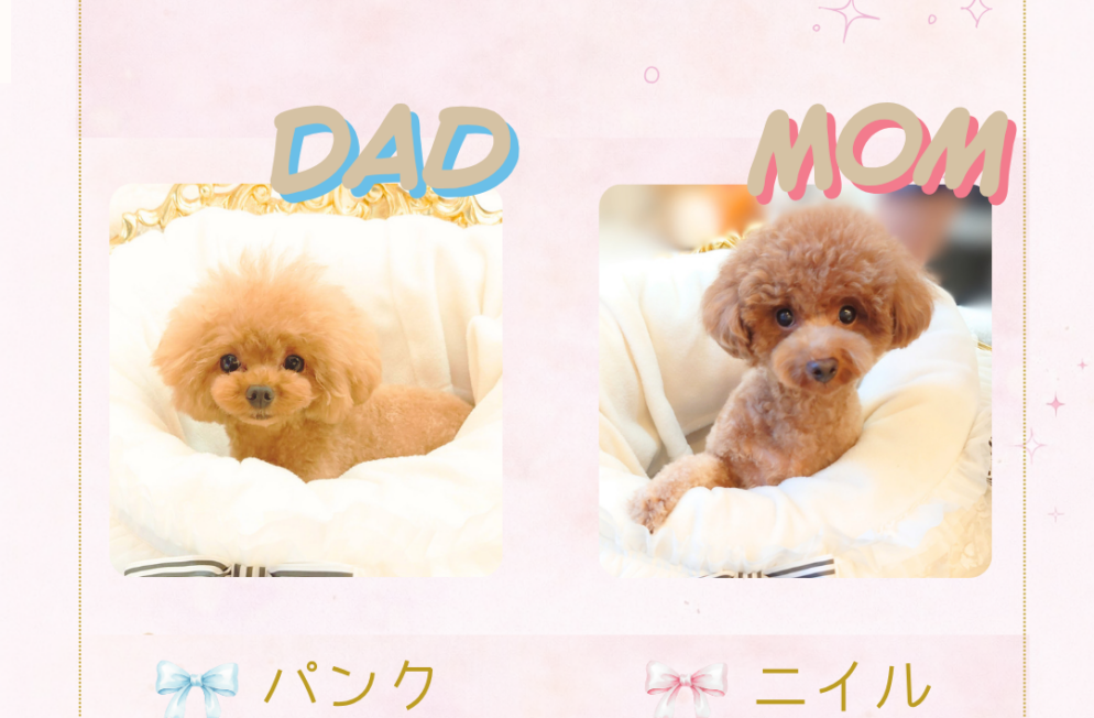 アダムくんの両親 神戸Little Skip 子犬情報