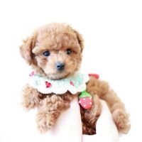 シャンプー後にふわふわになったアプリコット系プードルの子犬