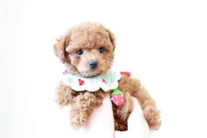 シャンプー後にふわふわになったアプリコット系プードルの子犬