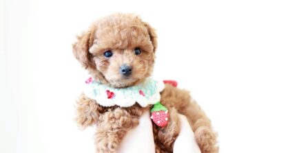 シャンプー後にふわふわになったアプリコット系プードルの子犬