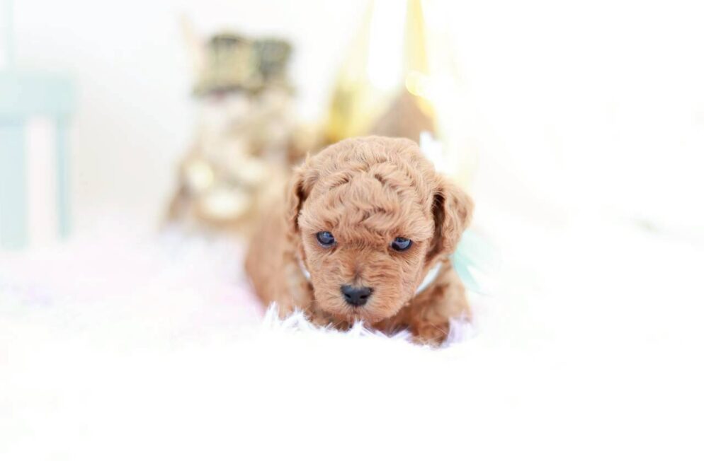 生後1ヶ月のトイプードル子犬かず葉くん