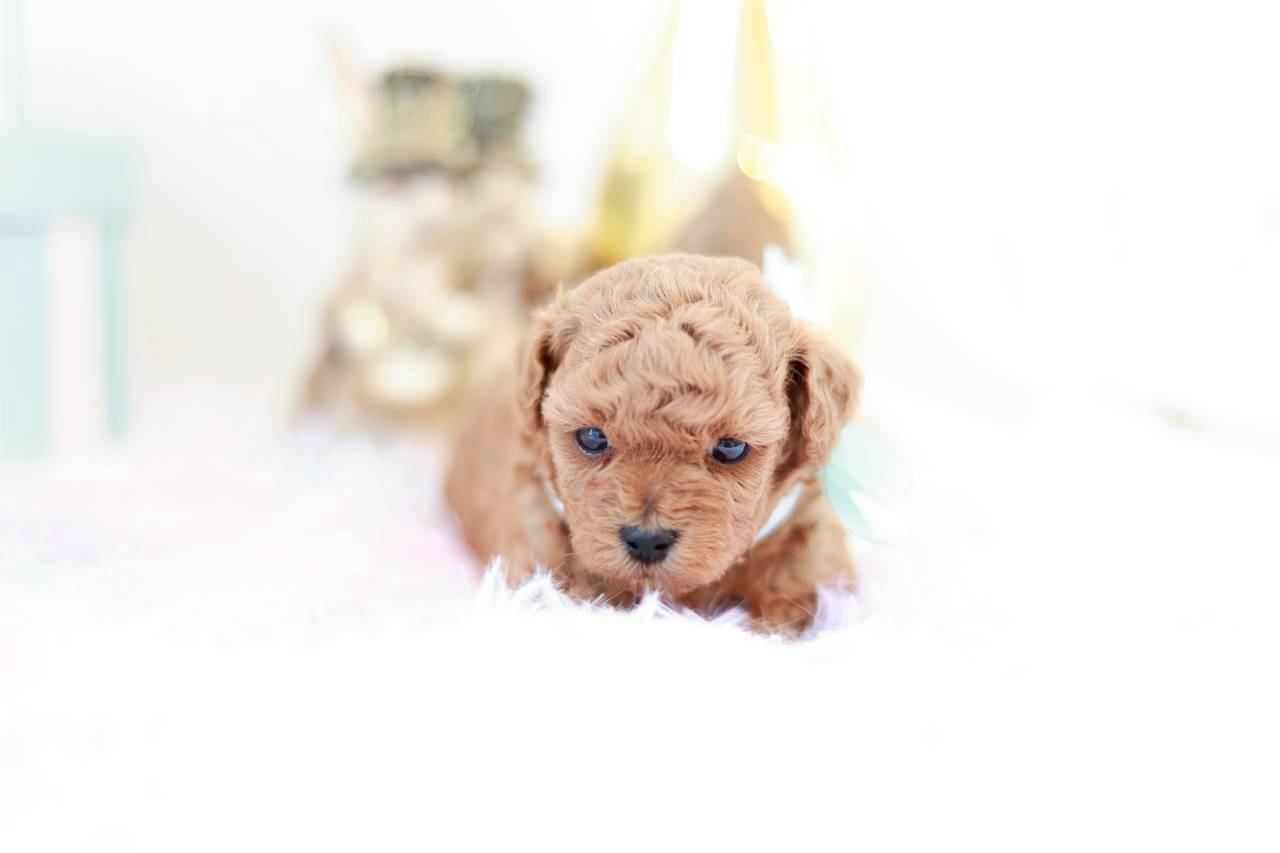 生後1ヶ月のトイプードル子犬かず葉くん