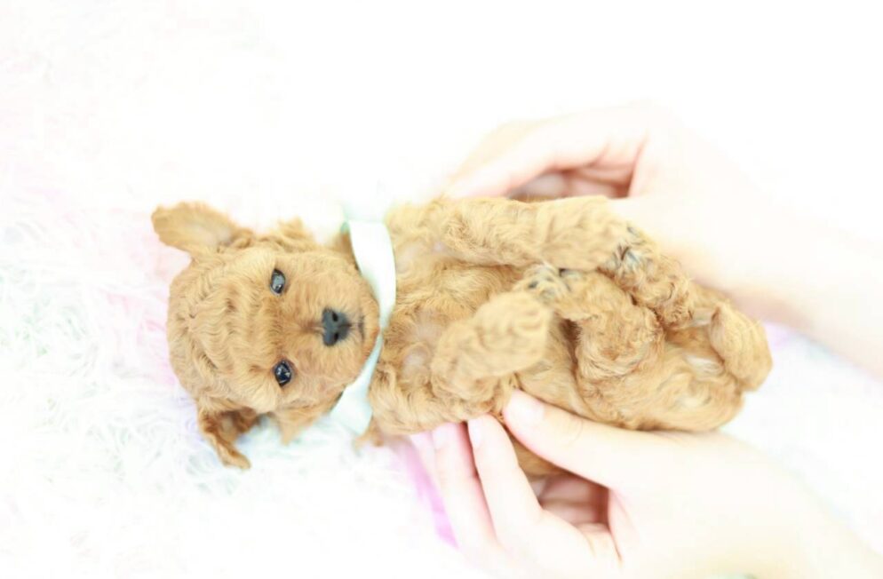 ぬいぐるみのような顔立ちのトイプードルかず葉くん