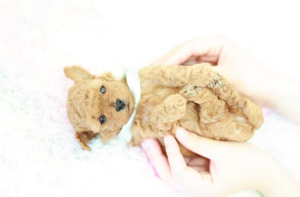 兵庫県生まれのトイプードル子犬かず葉くん