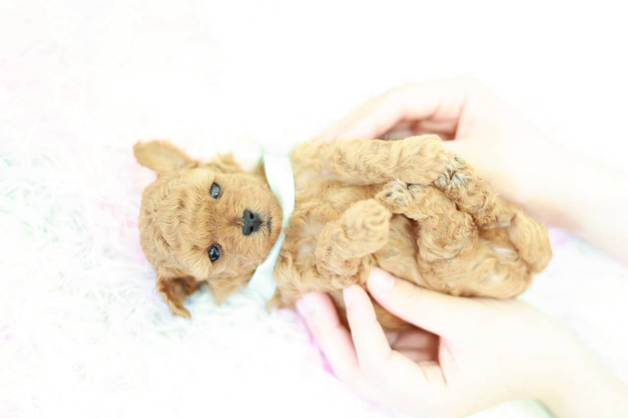 アプリコット系の毛色が可愛いトイプードル男の子かず葉くん