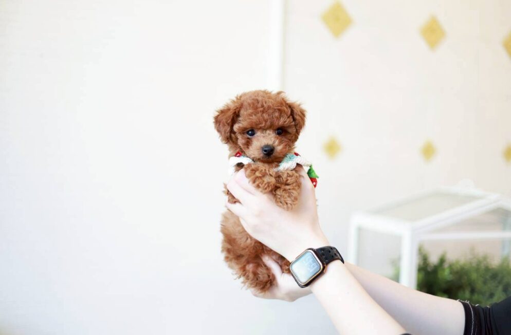 神戸Little Skipのトイプードル子犬アダムくん