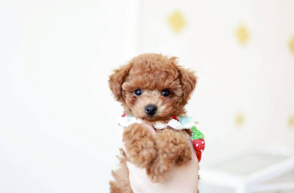 アプリコット系の毛色が可愛い子犬アダムくん