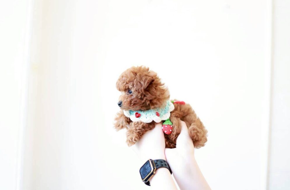 愛らしい表情のトイプードル子犬アダムくん
