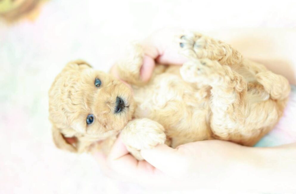 アプリコット系の毛色が可愛いマナ葉ちゃん