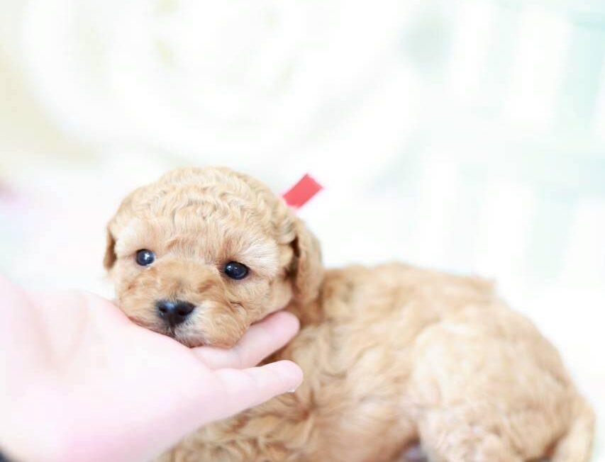 兵庫県生まれのトイプードル子犬マナ葉ちゃん