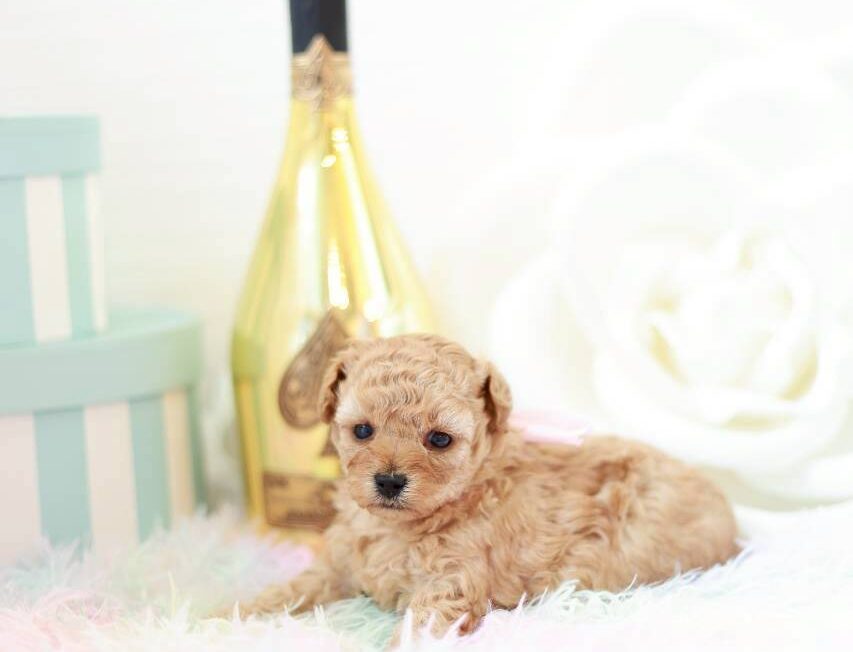 小さな体で成長中のトイプードル子犬ラナ葉ちゃん