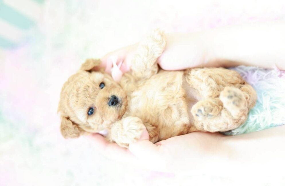 オレンジフォーンの小柄なトイプードル子犬ラナ葉ちゃん