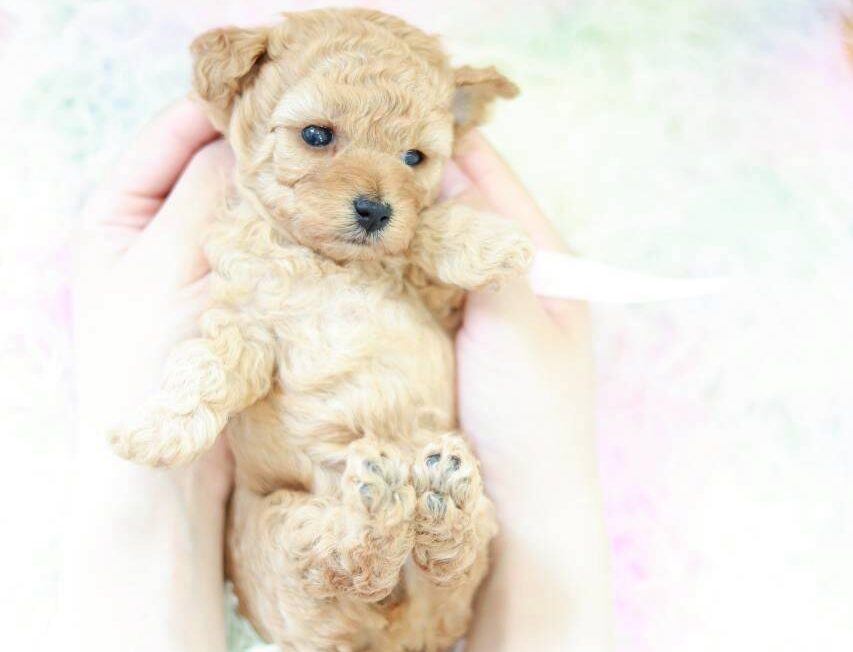 兵庫県生まれのトイプードル子犬ラナ葉ちゃん