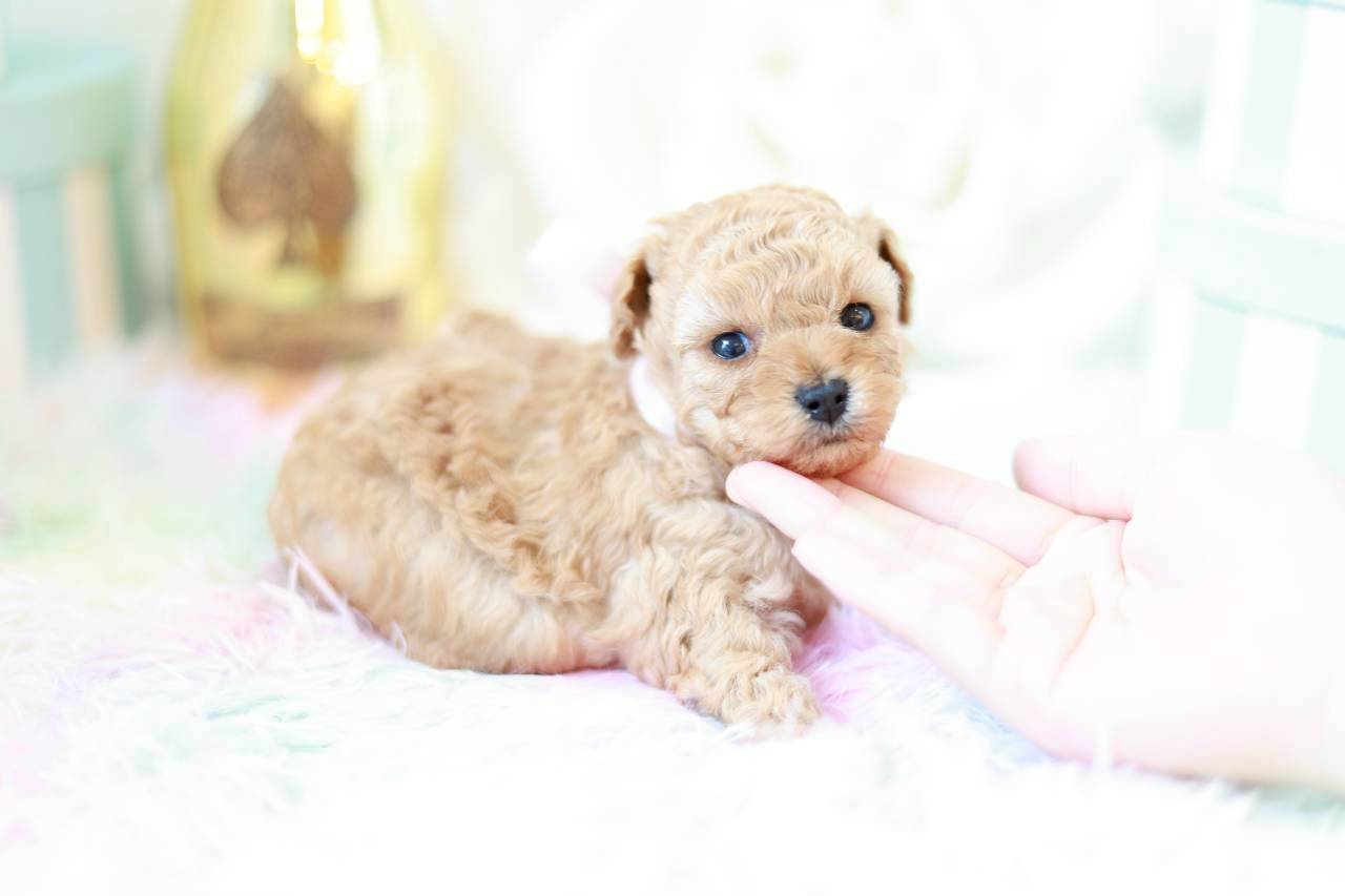 生後1ヶ月のトイプードル子犬ラナ葉ちゃん