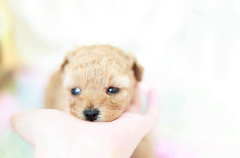 まんまるなお目目が印象的なラナ葉ちゃん