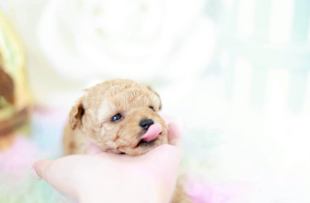 ティーカップからタイニーサイズ予想のラナ葉ちゃん
