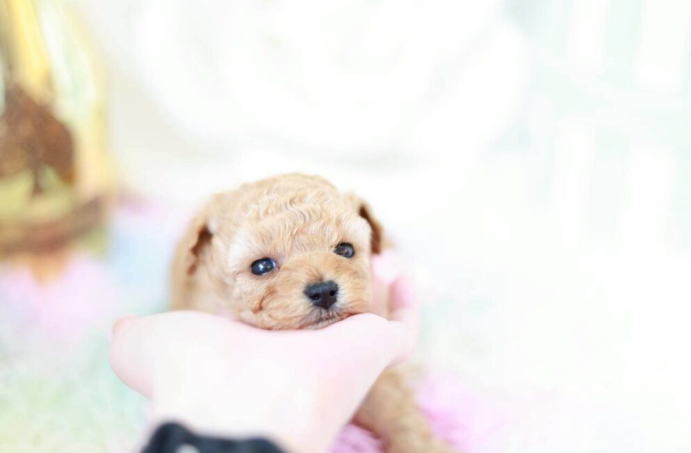 アプリコット系の毛色が可愛いトイプードルのラナ葉ちゃん