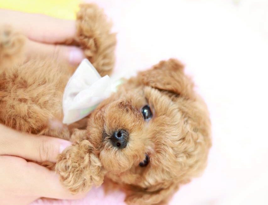 短めのマズルが愛らしいトイプードルの子犬かず葉くん
