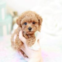 ぬいぐるみのような顔立ちのトイプードル子犬かず葉くん