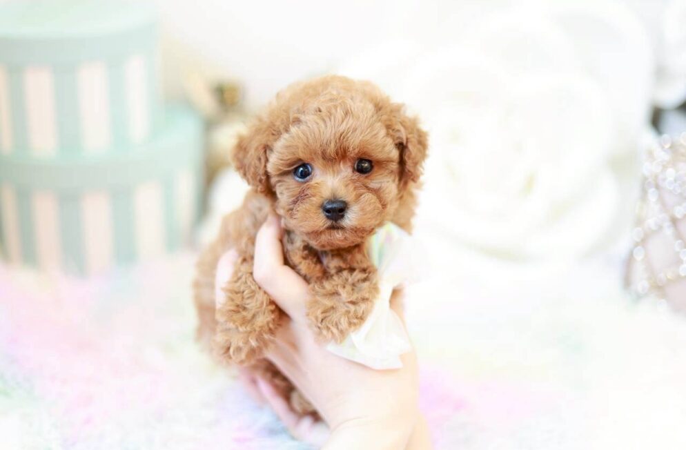 ぬいぐるみのような顔立ちのトイプードル子犬かず葉くん