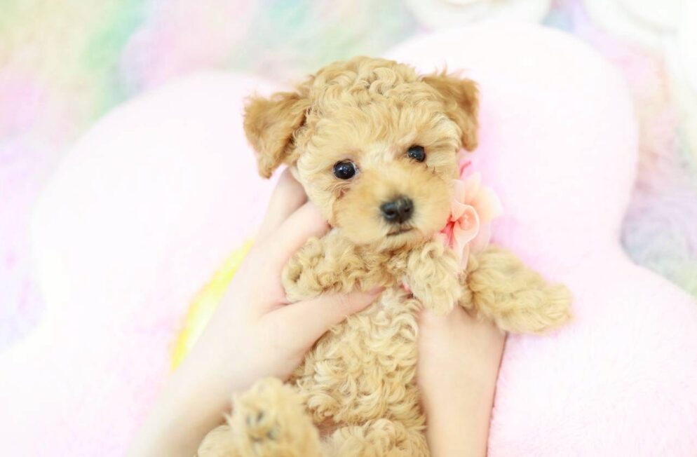 優しい表情を見せるトイプードルの子犬マナ葉ちゃん