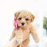 愛らしい顔立ちのトイプードルの子犬マナ葉ちゃん