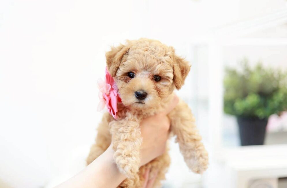 愛らしい顔立ちのトイプードルの子犬マナ葉ちゃん