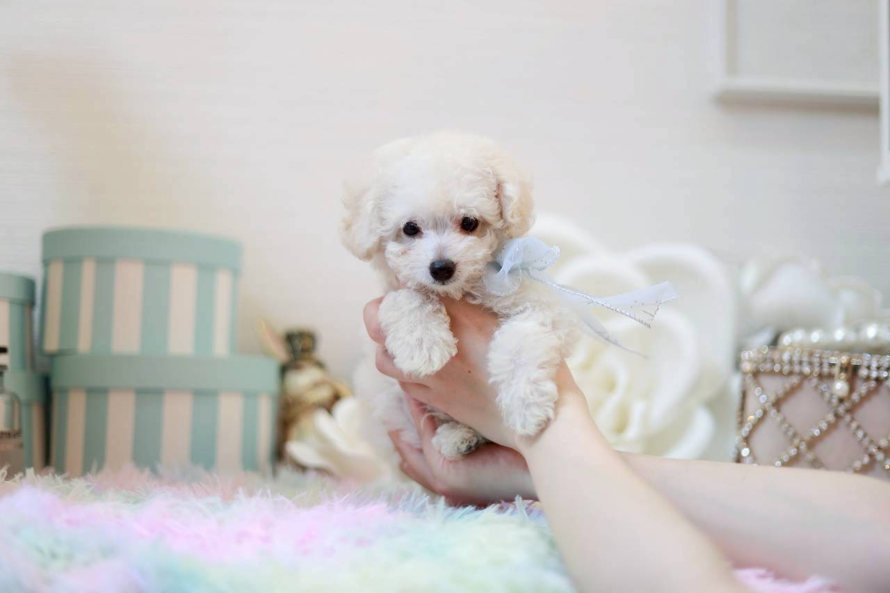 クリーム色の被毛が可愛いトイプードルの子犬リトルくん