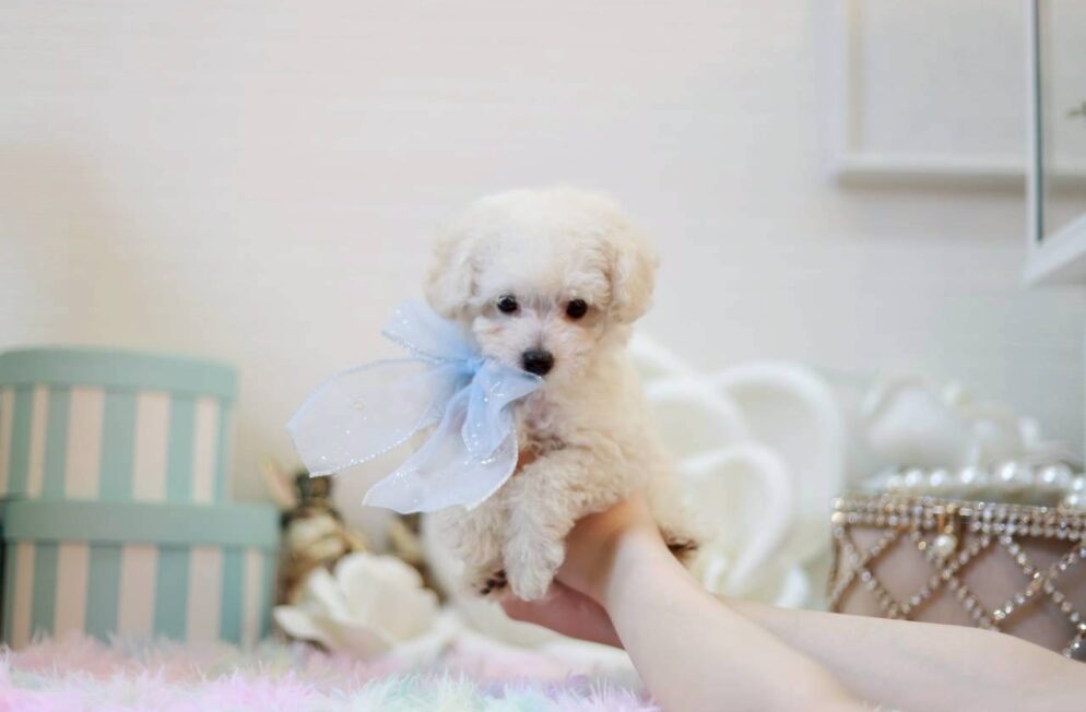 クリーム色の被毛が美しいトイプードルの子犬リトルくん