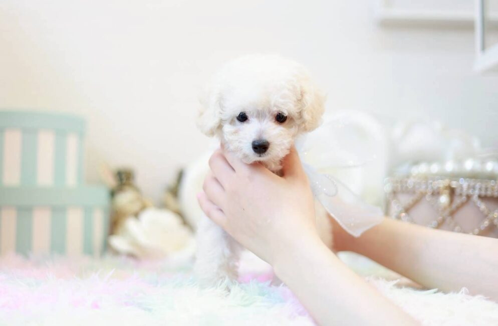 愛らしい表情を見せるトイプードルの子犬リトルくん
