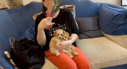 ティーカップ～小さめタイニープードル （ペール・フォーン）女の子 3648(仮ネーム)プチロゼリアちゃん