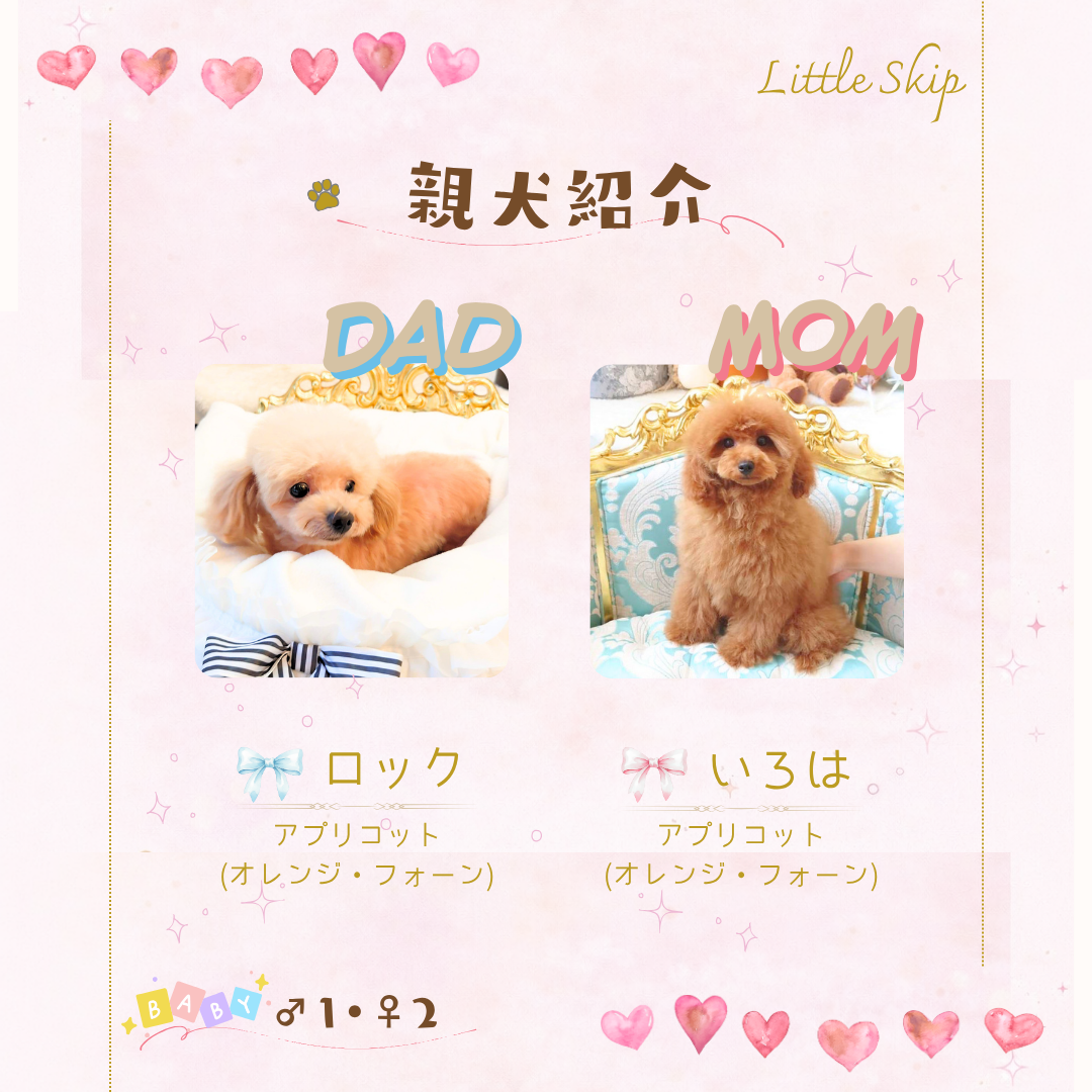 かず葉くんの親犬情報です。ロック×いろは