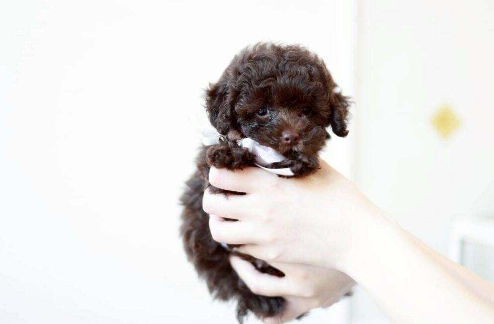 まんまるな目が可愛いブラウンのトイプードル子犬モカちゃん