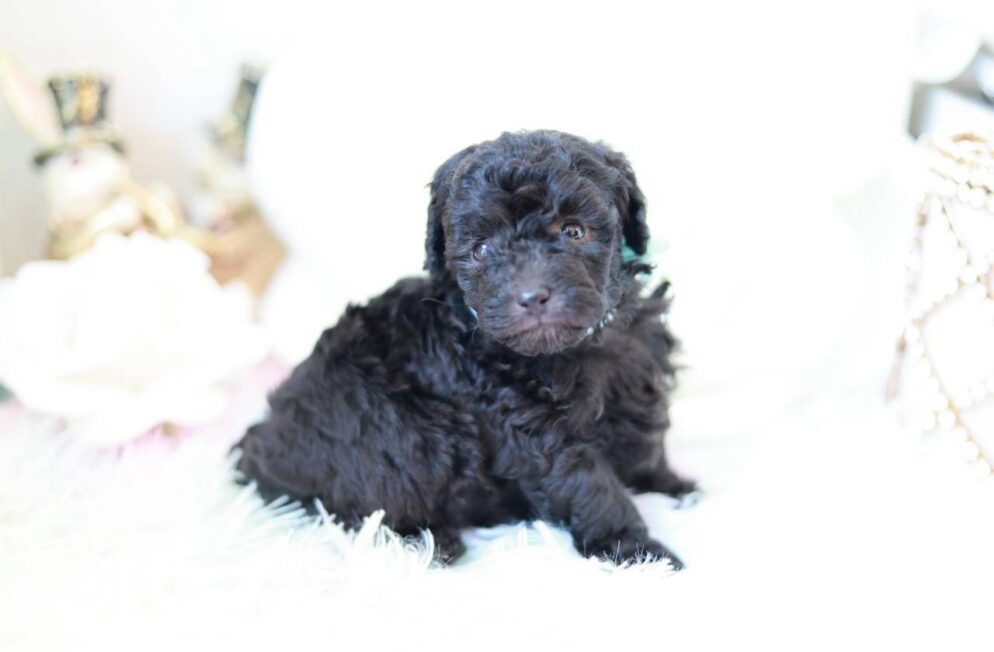あどけない表情が可愛いシルバーのトイプードル子犬プラチナbaby３くん