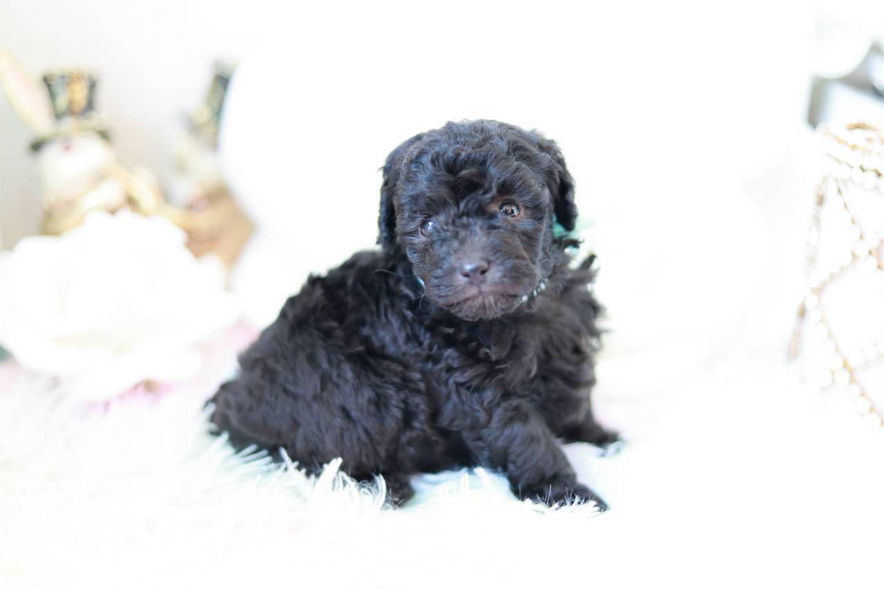 あどけない表情が可愛いシルバートイプードル子犬プラチナbaby３くん