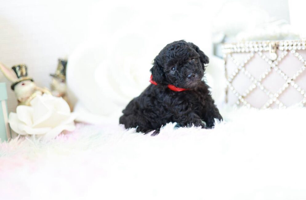 あどけない表情が可愛いシルバーのトイプードル子犬プラチナbaby２ちゃん