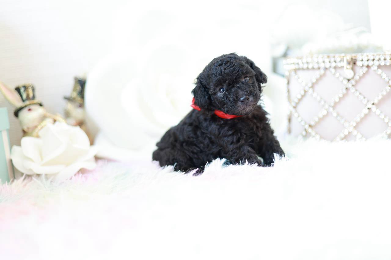 あどけない表情が可愛いシルバートイプードル子犬プラチナbaby２ちゃん