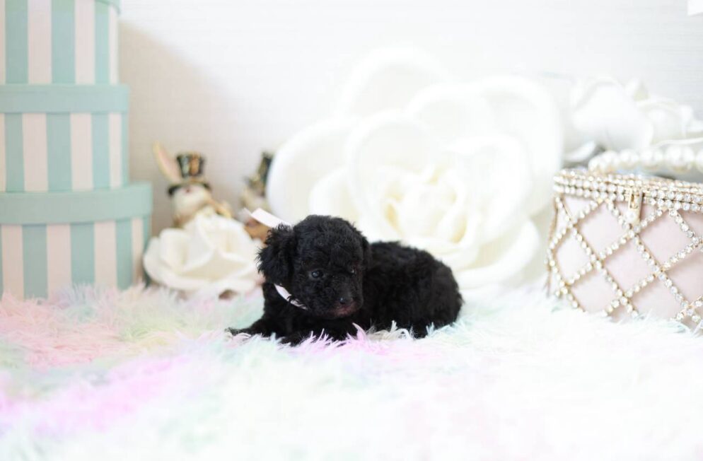 あどけない表情が可愛いシルバーのトイプードル子犬