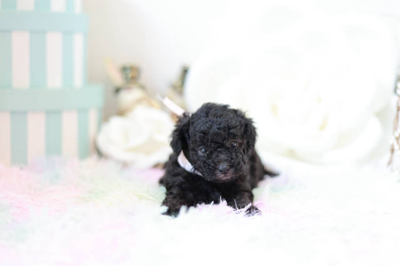 可愛いお顔立ちのシルバートイプードル子犬プラチナbaby1ちゃん