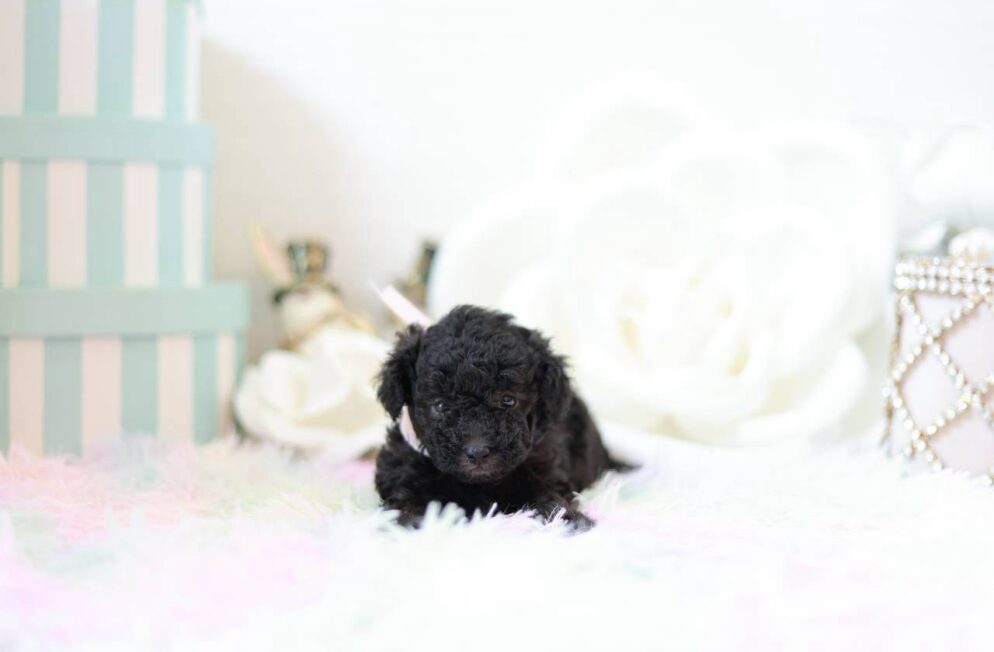 やさしい雰囲気のシルバートイプードル子犬プラチナbaby1ちゃん