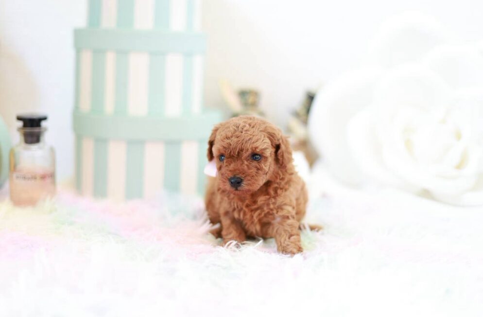 あどけない表情が可愛いシルバーのトイプードル子犬プラチナbaby３くん