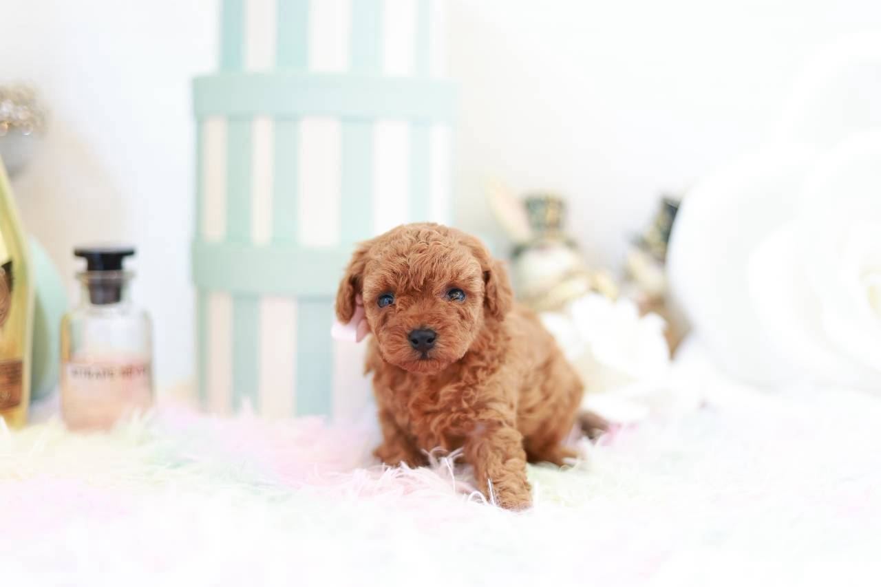 あどけない表情が可愛いレッドフォーンのトイプードル子犬マギーbaby２ちゃん