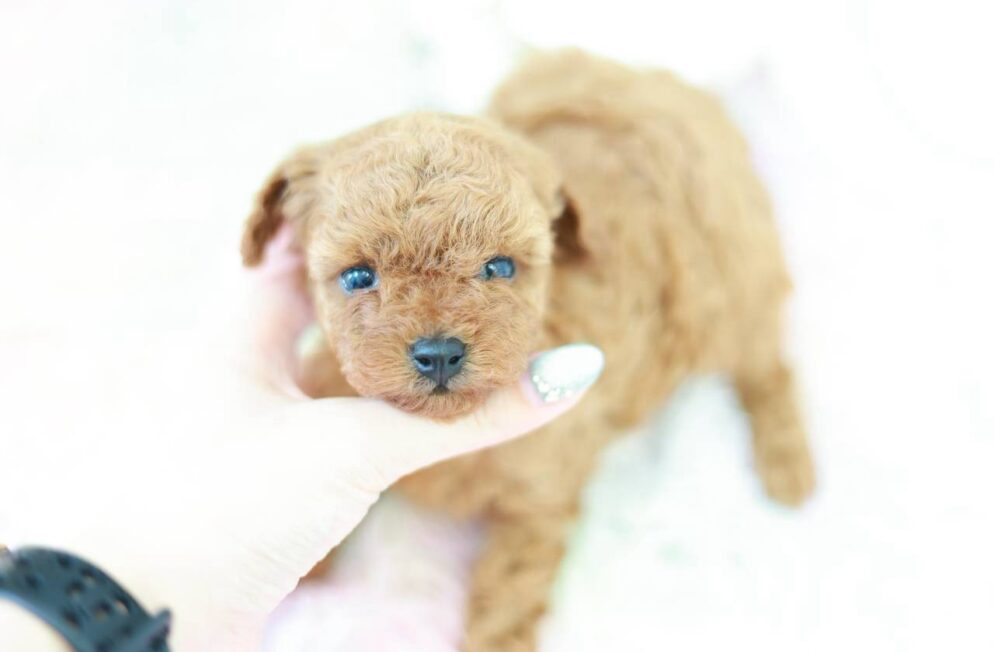 あたたかみのある毛色のトイプードル子犬マギーbaby２ちゃん