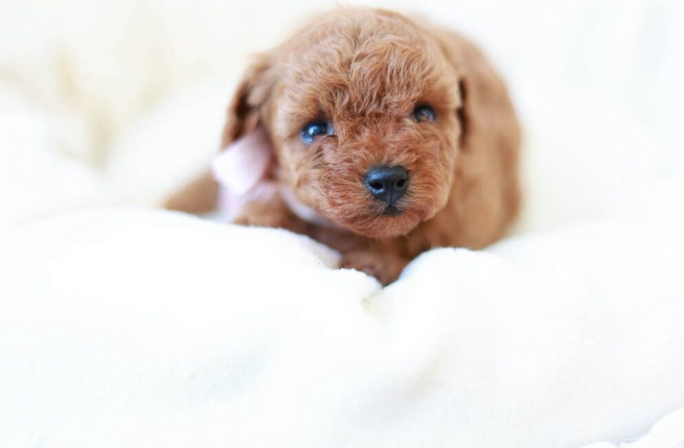 ティーカップからタイニーサイズ予想のレッドフォーントイプードル子犬