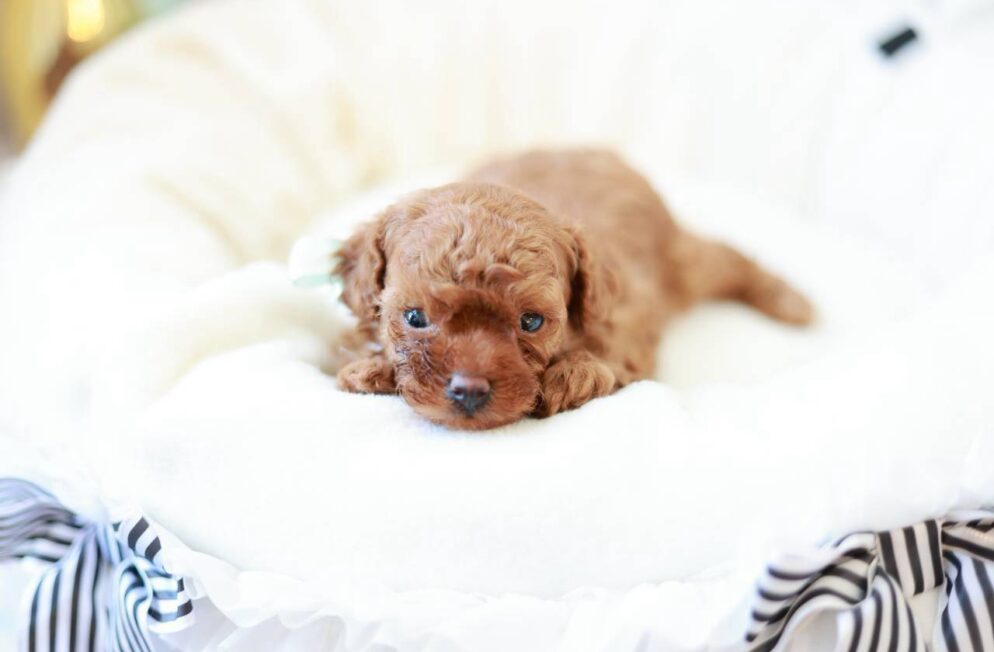 ティーカップからタイニーサイズ予想のレッドフォーントイプードル子犬