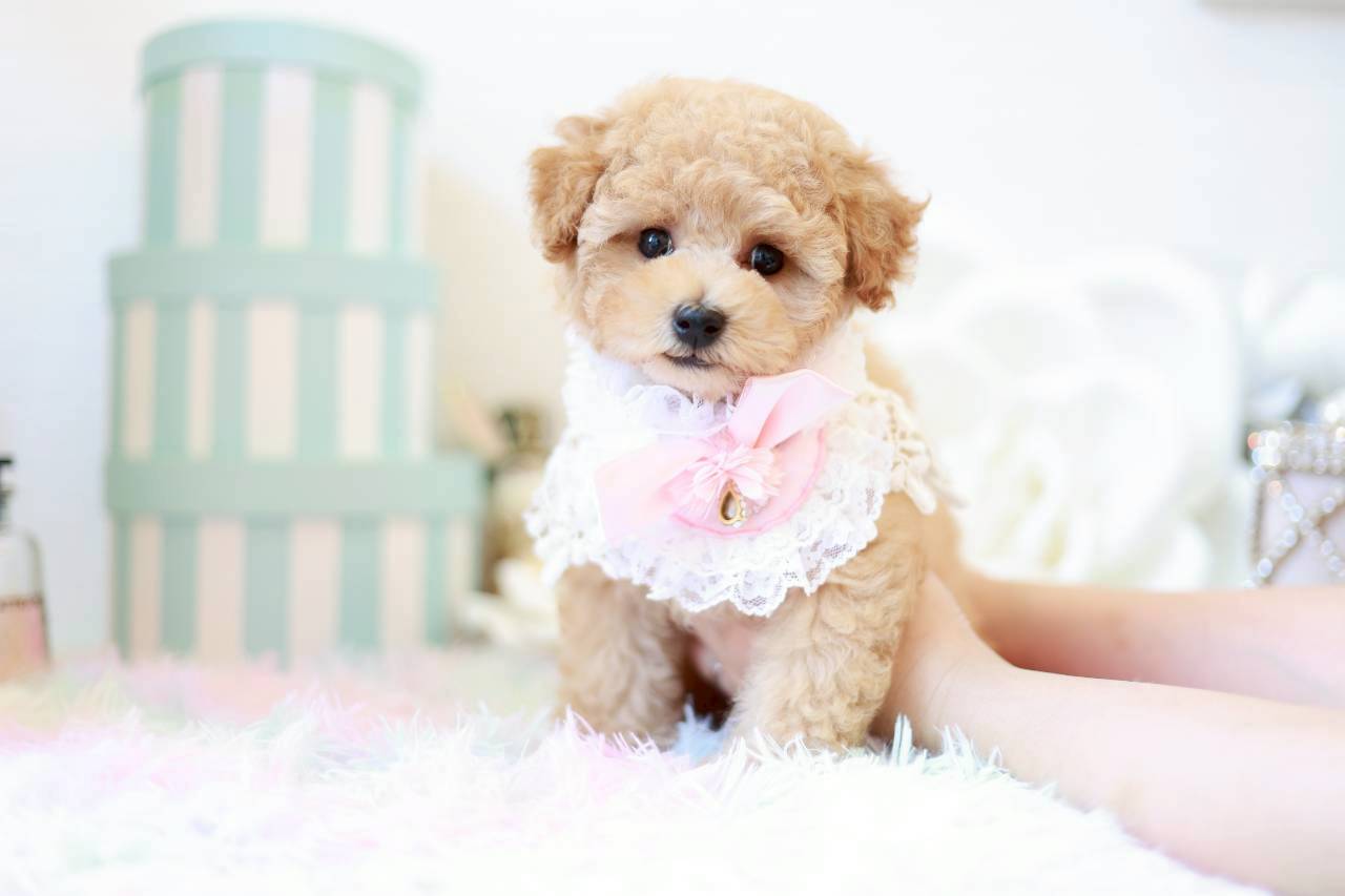 愛らしい顔立ちのトイプードルの子犬マナ葉ちゃん