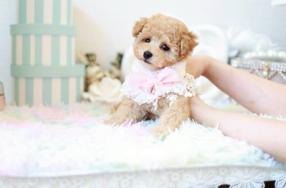 優しい表情を見せるトイプードル子犬マナ葉ちゃん