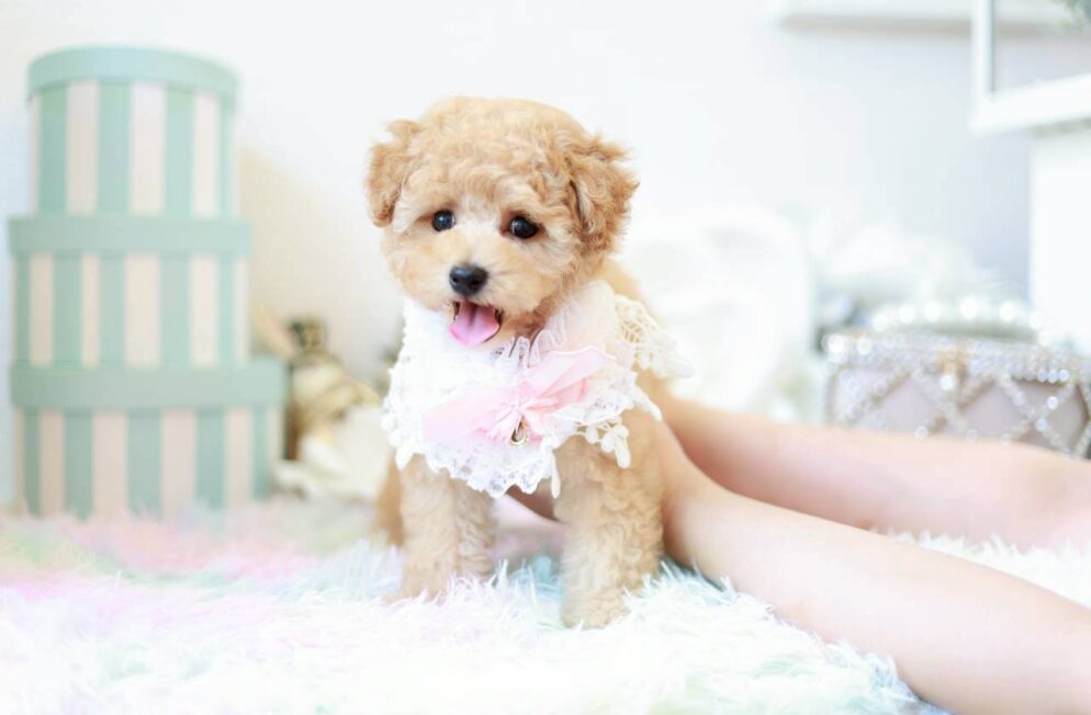 まんまるな目が可愛いトイプードルのマナ葉ちゃん