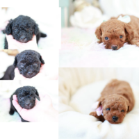 シルバーとレッドフォーンのトイプードル子犬5匹の紹介画像